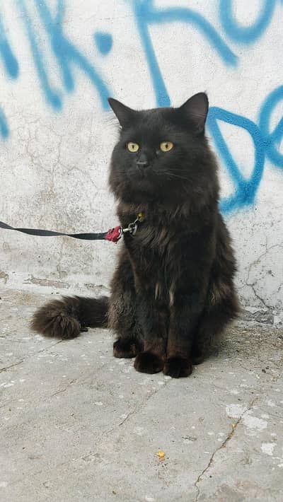 Triple coat persian cat