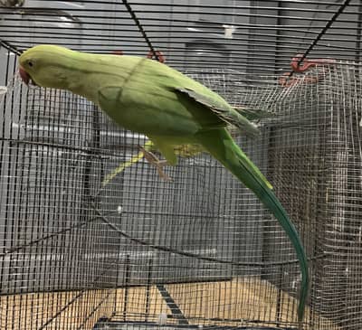Green Mitthu parrot