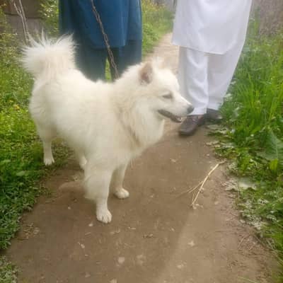 white Russian pair made female available location