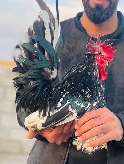 japnez male ha both Acha  100 japnez