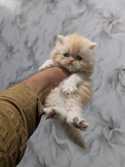 extreme punch kitten