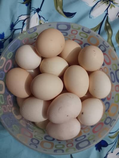 Desi eggs
