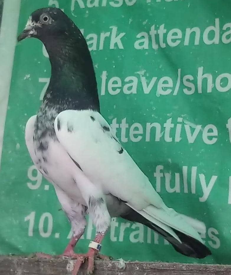 چوہدری والا نر مہروں والی مادی ۔ ٹیڈی بریڈر جوڑا نال 2 بچے بلکل فری 0