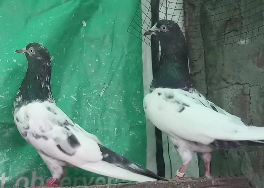 چوہدری والا نر مہروں والی مادی ۔ ٹیڈی بریڈر جوڑا نال 2 بچے بلکل فری 1