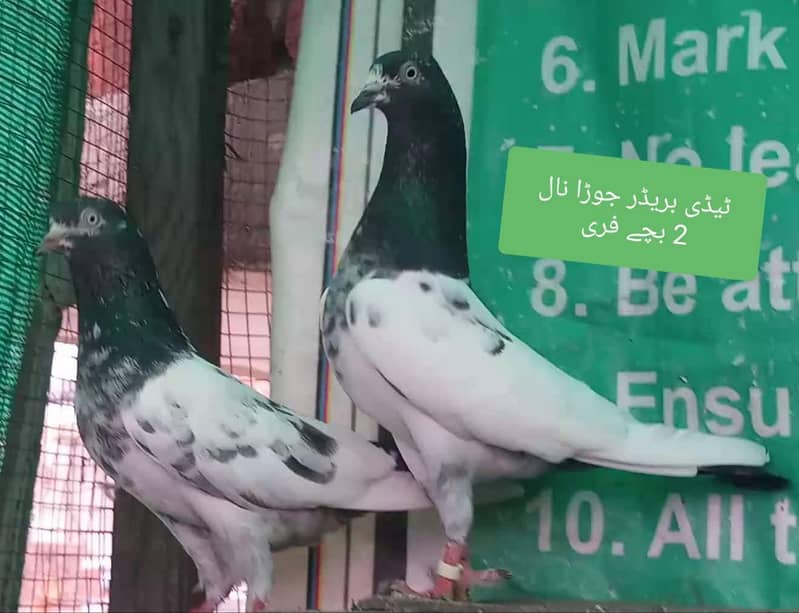 چوہدری والا نر مہروں والی مادی ۔ ٹیڈی بریڈر جوڑا نال 2 بچے بلکل فری 2