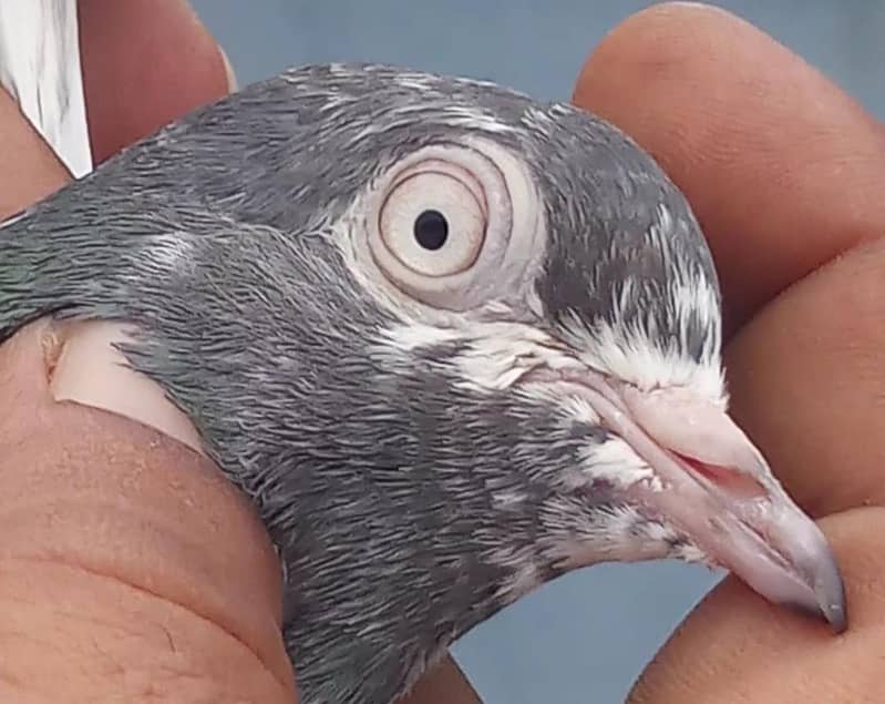 چوہدری والا نر مہروں والی مادی ۔ ٹیڈی بریڈر جوڑا نال 2 بچے بلکل فری 6