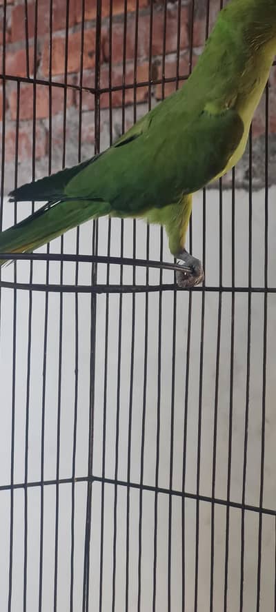 emergency sale hai mera male ur giya hai