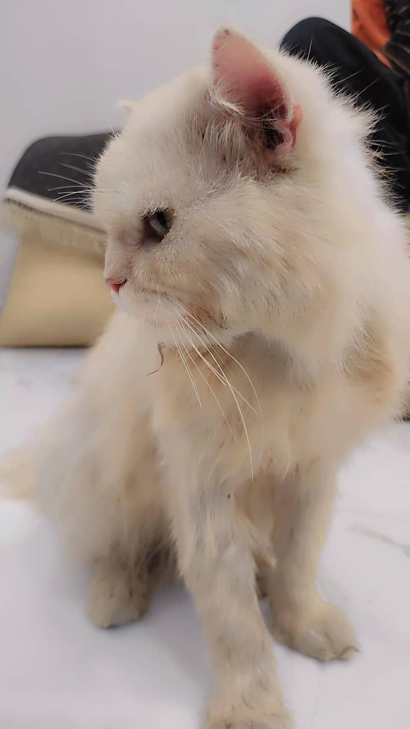 Persian cat 1