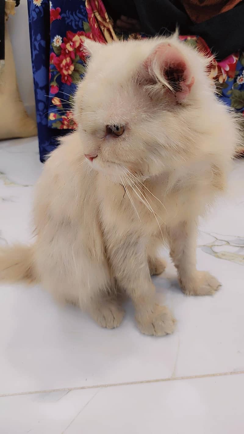 Persian cat 2