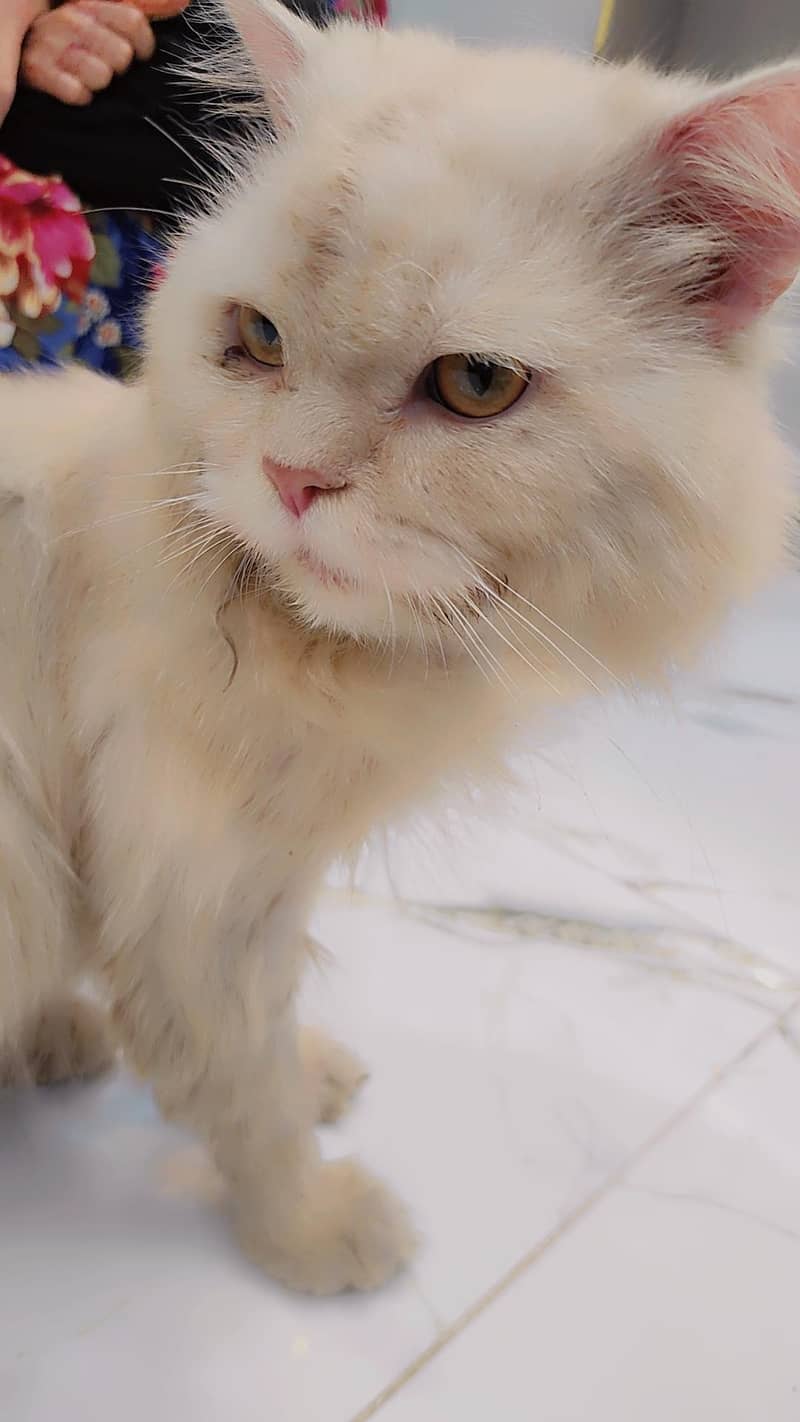 Persian cat 5