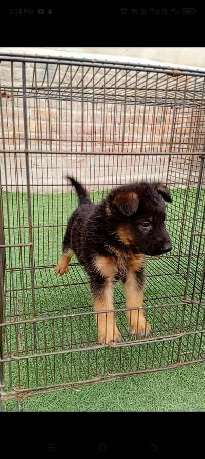 German puppy double cot