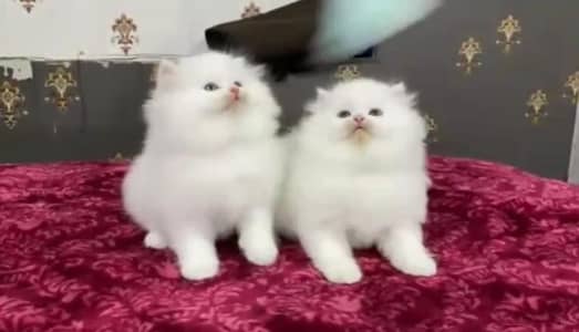 Persian female kitten for sale delivery available all Pakistan