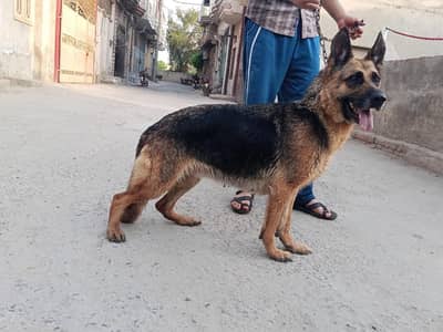 High breed german shepherd