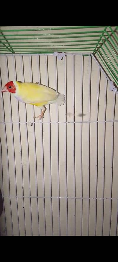 French lady gouldian