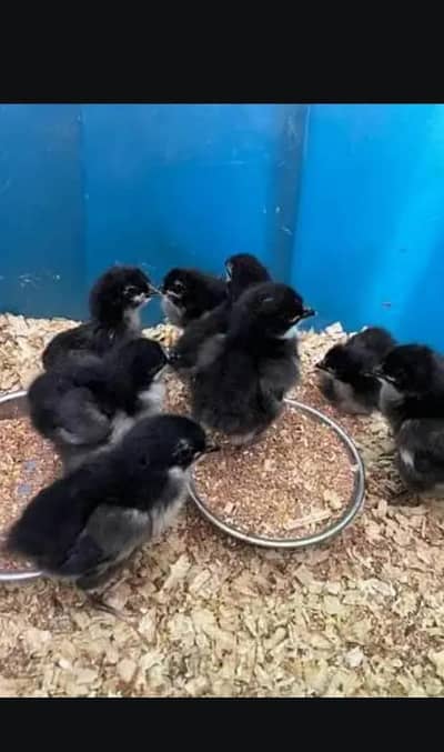 Pure Australorp Chicks for sale