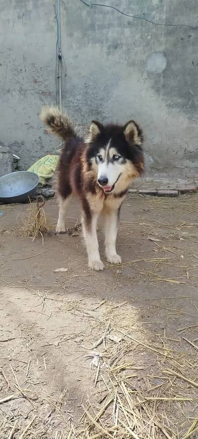 Husky Dog Hai whatspp 03127823570