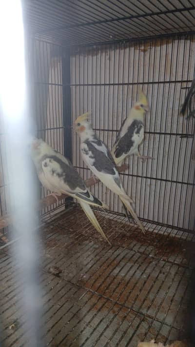 cocatails chicks self cream v pied ,pearls  ,cream pairs