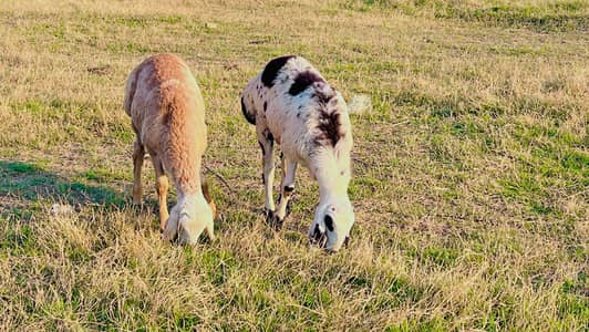 Bhalki Daba Dumba  Turkey Dumba Bi available ha