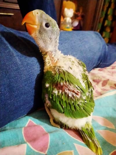 Alexandrine /Pahari parrot