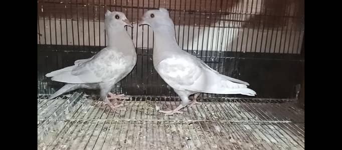 Silver kassni "Chirray "