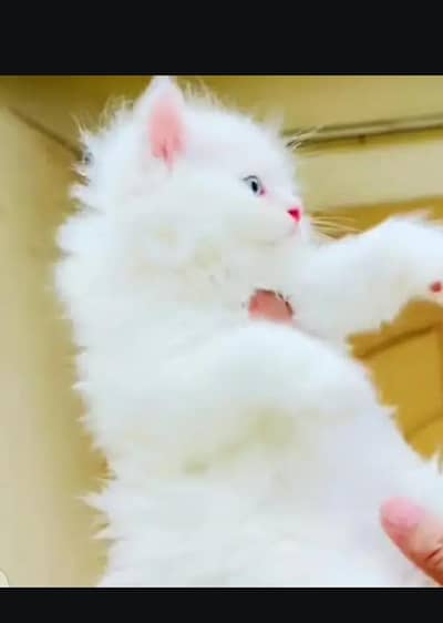 Persian female kitten for sale delivery available all Pakistan