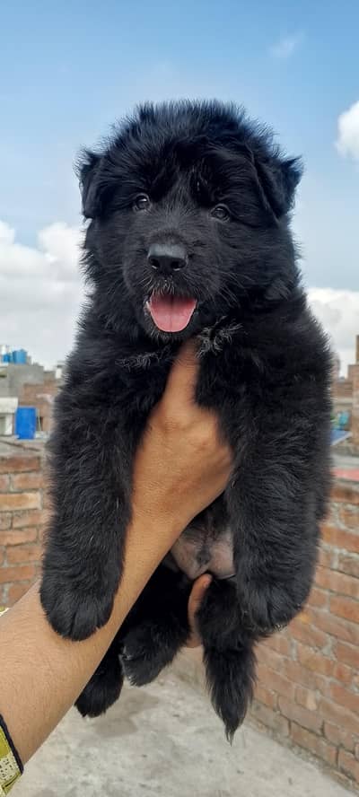 German Shepherd long coat puppy available parents pedigree