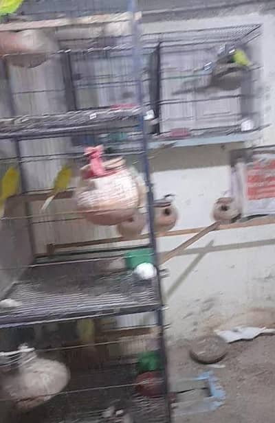 1 cocktail male and 4 pair astralian porrats