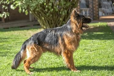 German Shepard male for sale