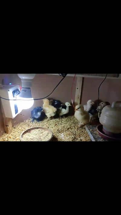 buff/bantam/silky/polish/sebright/shamo/parrot beak/Heera/turkey