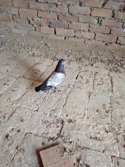 Teddy Kabotar braye Frokt