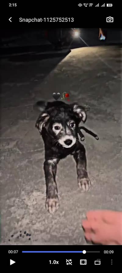 “Cute Black & White Puppy – Playful & Friendly”