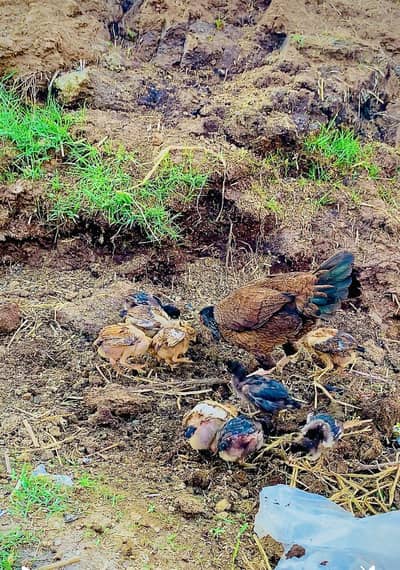 Aseel Fiter chiks 9 par price 1200