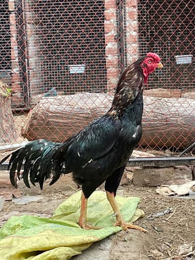 Healthy Breeder Chicken Pair for Sale (Fertile Eggs) ASEEL MUSHKI PAIR