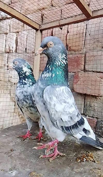mian nazeer sab Wala pair for sale