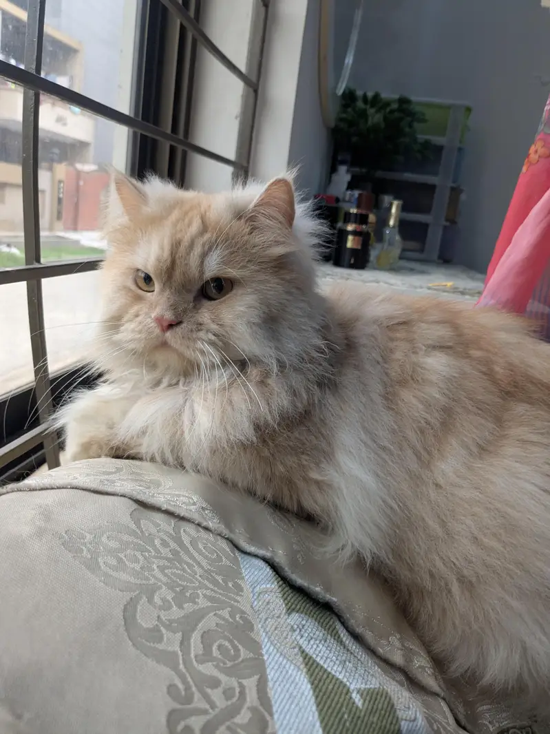 male triple coat neutered — photo 4
