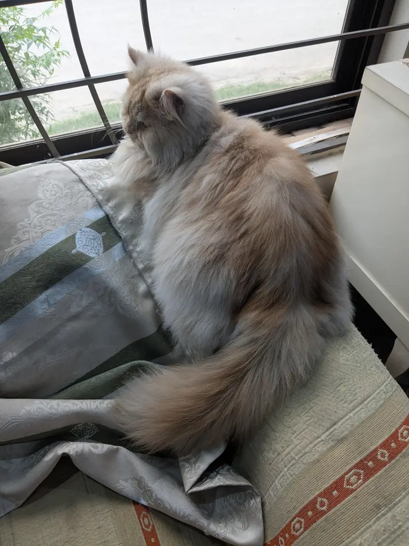 male triple coat neutered — photo 6