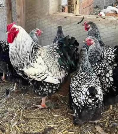 Silver Wyndotte,Saplish Wyndotte, Blue Wyndotte, Eggs & Chicks