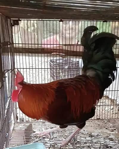 desi murga for sale healthy and very active