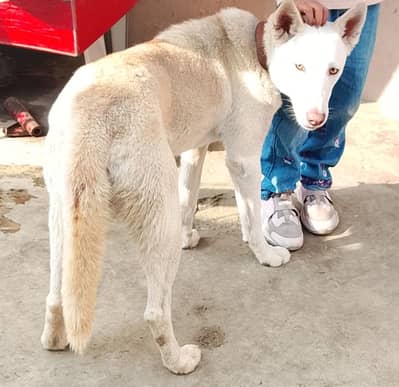 Best dog,,2nd option exchange with guard dog