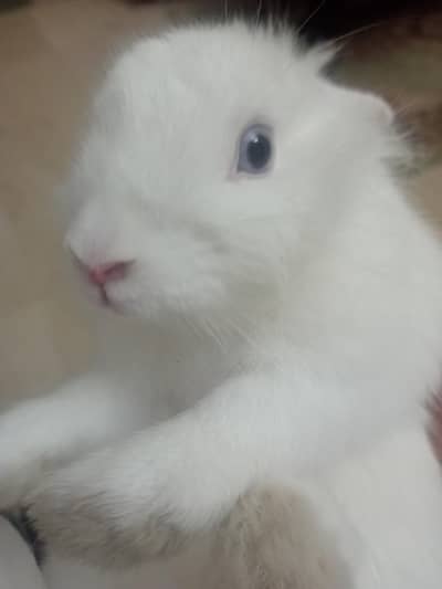 teddy bear dwarf bunny