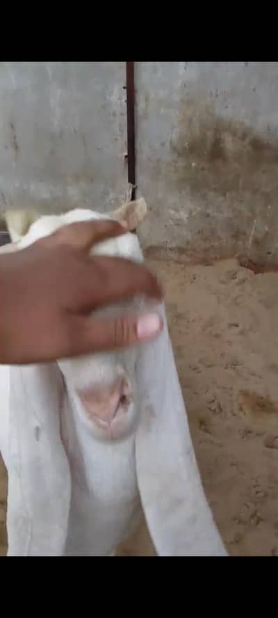 Pure gulabi kapli path for sale