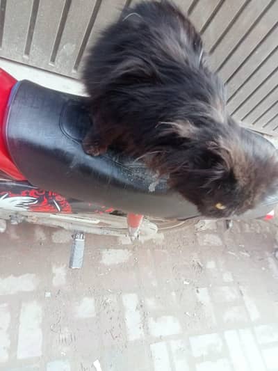 Persian cat male healthy and active