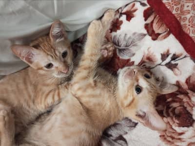 3.5 months old cute kittens