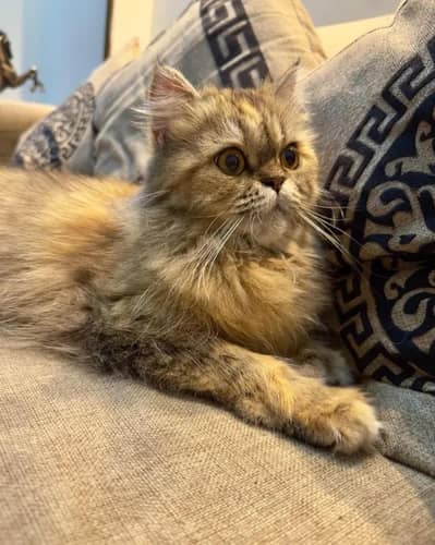 Persian cat  Pur Persian breader female ready to breed