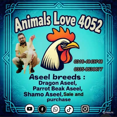 3 blue dragon chikes