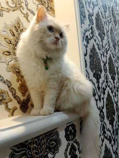 Himalayan neutered male cat