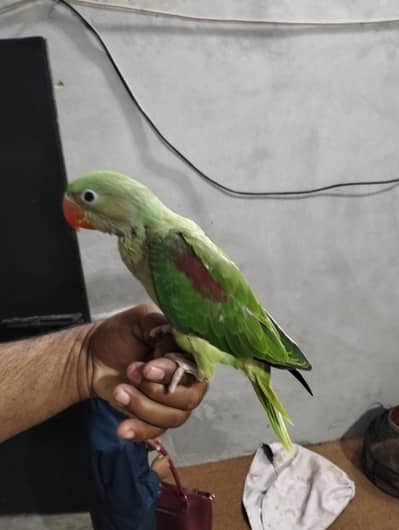 RAW  PARROT BABY