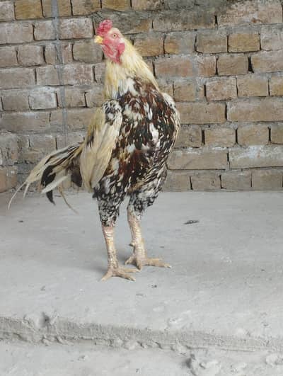 Aseel high quality Murga for sale 1 bar WIN ha