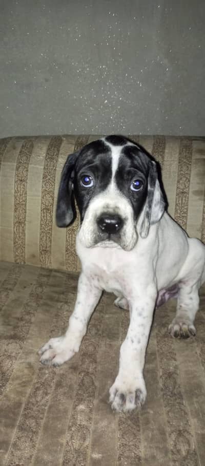 English pointer puppies imported parents