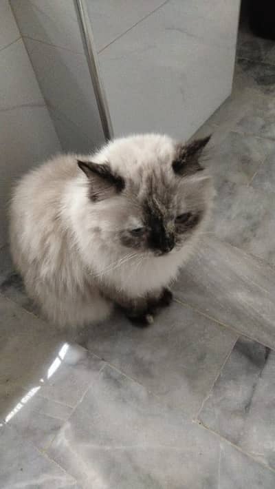 Triple coated Himalayan cat for sale